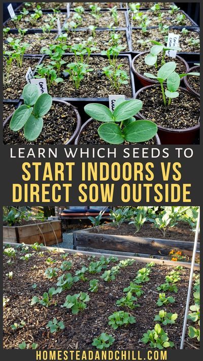 Seeds To Start Indoors, Direct Sow Seeds, Sprout Seeds, Start Seeds Indoors, Growing Seedlings, Seed Planting, Seedlings Indoors, Cold Frames, Starting Seeds