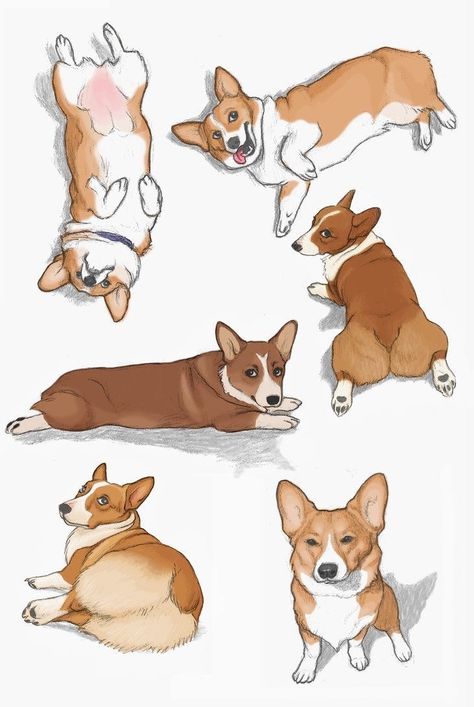 Corgi Drawing, Corgi Art, 강아지 그림, Corgi Puppy, Cute Corgi, Dog Illustration, Animal Sketches, Corgi Dog, Dog Drawing