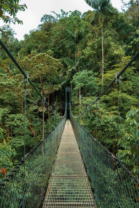 Hanging Bridge, Monteverde Cloud Forest, Costa Rica stock image Costa Rica Forest, Cloud Forest Costa Rica, Costa Rica Nature, Hanging Bridge, Monteverde Cloud Forest, Costa Rica Off The Beaten Path, Tropical Rain Forest, Costa Rica Hanging Bridges, Cloud Forest