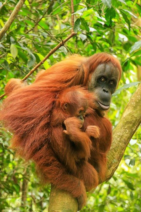 Sumatran Orangutan, Pongo abelii - New England Primate Conservancy Gunung Leuser National Park, Sumatran Orangutan, Ape Monkey, Great Ape, Endangered Animals, Tropical Forest, Primates, Cute Funny Animals, Monkeys