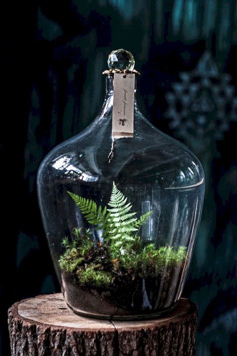 Backyard Fish Pond Ideas, Backyard Fish Pond, Fish Pond Ideas, Indoor Pond, Bottle Terrarium, Outdoor Ponds, Beautiful Terrariums, Pond Ideas, Moss Terrarium