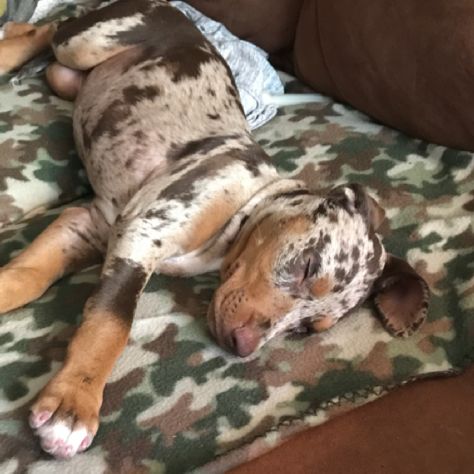 Red Leopard Catahoula pup at 9 weeks 6 Days old! Catahoula Leopard Dog Puppy, Catahoula Puppies, Catahoula Leopard Dog Mix, Louisiana Catahoula Leopard Dog, Service Dogs Breeds, Catahoula Leopard, Every Dog Breed, Catahoula Leopard Dog, Pretty Dogs