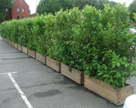 Plant Fence Ideas, Screening Plants, Privacy Planter, Bay Laurel, Deck Privacy, Fence Planters, Screen Plants, Privacy Plants, Patio Privacy