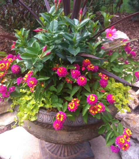 Full Sun Container Plants, Summer Planter, Backyard Area, Container Garden Design, Potted Plants Outdoor, Garden Floor, Pink Images, Container Gardening Flowers, Flower Pots Outdoor