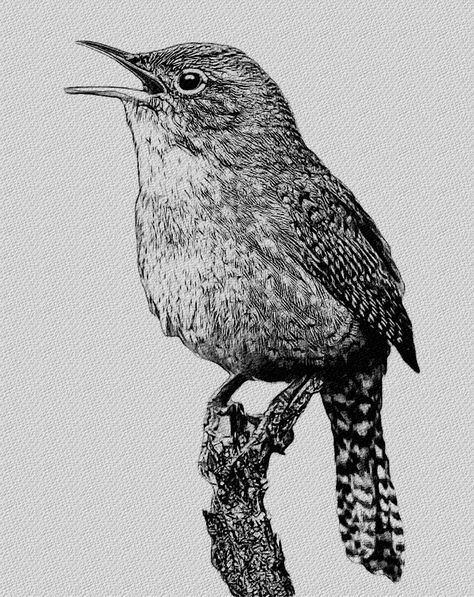 House Wren Wren Aesthetic, House Wren Tattoo, Wren Drawing, House Wren, Wren Tattoo, Wren Sketch, Winter Tattoo, Scientific Drawing, Vintage Bird Illustration