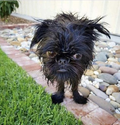 World Ugliest Dog, Ugly Animals, Ugly Dogs, Really Cute Puppies, Yorkie Puppy, Funny Cats And Dogs, Funny Animal Pictures, Funny Animal, Border Collie