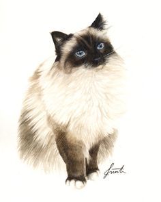 Animal Line Drawings, Cat Portrait Painting, Birman Cat, Cat Tattoo Designs, Cat Sketch, Watercolor Cat, Cats Illustration, Cute Cats And Kittens, Cat Portraits