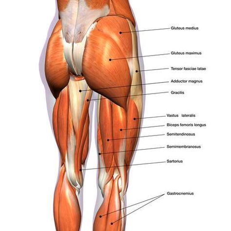 The most common effect of trigger points in the gluteus maximus that we see, is pain in the lower back. We also note that the glutes can tend to get overlooked by some therapists, understandably, as this is a sensitive area to treat. Leg Muscles Anatomy, Gluteus Medius Exercises, Best Hamstring Exercises, Psoas Iliaque, Hamstring Exercises, Muscle Diagram, Glute Strengthening, Gluteal Muscles, Hamstring Workout