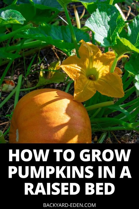 Grow Pumpkins From Seeds, When To Plant Pumpkins, How To Grow Pumpkins, Pumpkin Trellis, Grow Pumpkins, Garden To Table, Planting Pumpkins, Pumpkin Garden, Raised Flower Beds