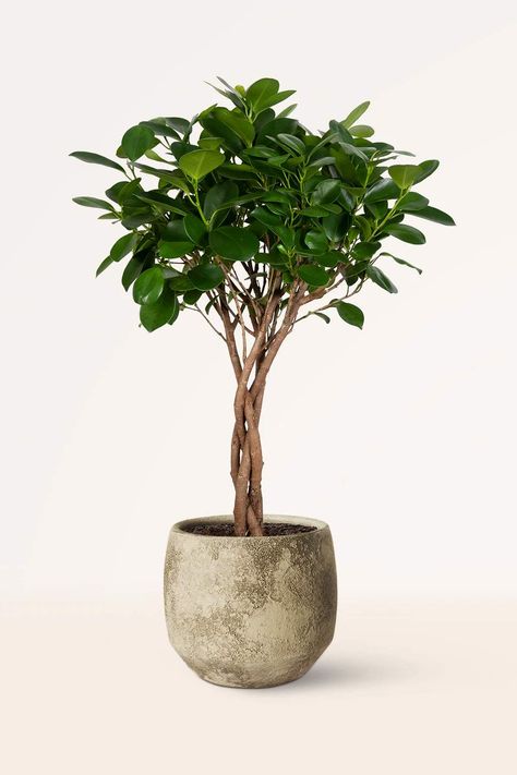 9 plantas de interior que casi nadie tiene en cuenta y que se darán muy bien en tu cocina: son elegantes, decorativas y muy estilosas Ficus Maclellandii, Ficus Moclame, Scandinavian Plants, Ficus Plant, Plantas Interior, Olive Plant, Ficus Microcarpa, Plant Goals, Scandinavian Furniture Design