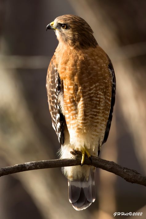 (4) G H Holt Photography on Twitter: "Red-shoulder Hawk, always on the hunt! #raptors #BIRDSOFPREY #TwitterNatureCommunity #NaturePhotography #naturelovers #wildlifephotography https://t.co/jbfAQiIbT2" / Twitter Coffee Geek, Birds Of Prey, Wildlife Photography, Cat Lovers, Nature Photography, Photography