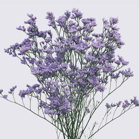 Misty Blue Limonium - Limonium - Search by Flower Type - Van Lier Nurseries Ltd Amazon Flowers, Filler Flowers, Flower Identification, Floral Arranging, Flower Care, Fresh Cut Flowers, Wholesale Flowers, Design Flower, Flowers Online