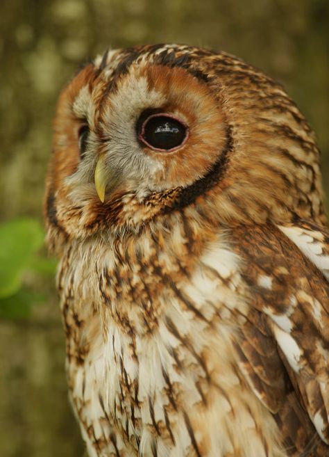 Tawny Owl Aesthetic, Owl Reference, Owl Magic, Bird Ideas, Maximum Ride, Paper Bird, Tawny Owl, Bird Photos, George Weasley