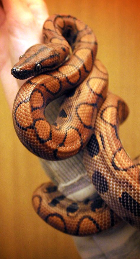 Delightfully Manic Brazilian Rainbow Boa, Regard Animal, Cool Snakes, Pretty Snakes, Colorful Snakes, Cute Reptiles, Cute Snake, Pet Snake, Beautiful Snakes