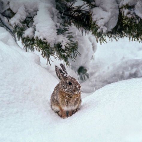 Bunny Pfp, Animals In Winter, Wild Rabbits, Cutest Bunny Ever, Snow Animals, Wild Rabbit, Winter Illustration, Snow Bunnies, Winter Animals