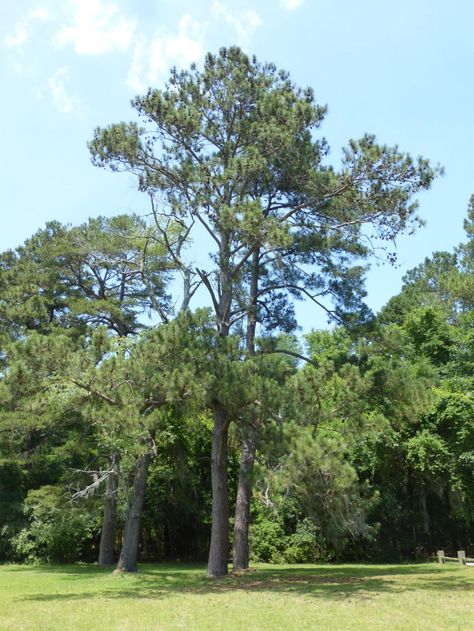 Loblolly Pine Trees Landscaping, Loblolly Pine, Pine Seeds, Southern Florida, Coastal Plain, Specimen Trees, Tree Canopy, Garden Animals, Tree Seeds