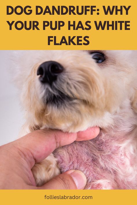 #HealthyPets White flakes on your dog's coat could be more than just dandruff. Learn what's behind it and how to treat it effectively. Your pet deserves healthy, beautiful fur. 🐾 #PetCareTips #DogLovers Dog Dandruff, Flaking Skin, Pet Vacuum, Tick Prevention, Pet Shampoo, Dog Feeder, Healthy Pets, Pet Care Tips, Flea And Tick