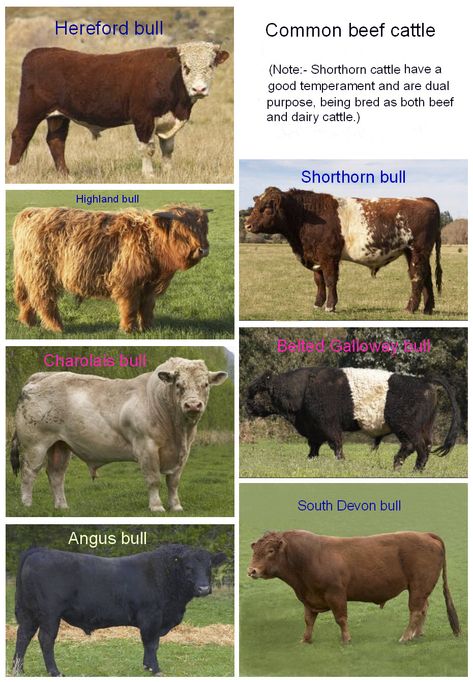 Differences Between Dairy Cows and Beef Cows Goats For Milk, Beef Cows, Gado Leiteiro, Livestock Judging, Goat Breeds, Homestead Animals, Raising Cattle, Beef Cow, Raising Farm Animals