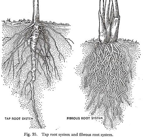 Root Diagram, Fibrous Root, Roots Illustration, Roots Drawing, Plant Study, Root Structure, Kpop Iphone Wallpaper, Concept Diagram, Root System