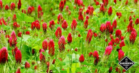 How to Grow Crimson Clover Flowers - Gardening Channel Organic Backyard, Green Roof Garden, Garden Grid, Black Cumin Seed Oil, Desert Backyard, Black Cumin Seed, Crimson Clover, Clover Seed, Cover Crops