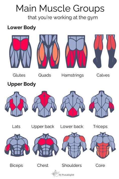 Simple guide to main muscle groups that you're working at the gym. #musclebuilding #musclegroups #HIIT #rep #set #rom #triset #cardio #cardioworkout #gymequipment #gymtools #treadmill #kettlebell #gymworkout #gymrat #gymexercises #gym #workoutroutine #quickworkout #workout #coreworkout #gymwokrout #strong #fit #fitness #absworkoutroutines #absandcardio #absworkoutwomen #biceps #triceps #chest #lats #glutes #quads #hamstrings #calves #shoulders Main Muscle Groups, Full Body Muscles Anatomy, Types Of Workouts Exercises, Muscle Gain Workout For Men, Muscle Groups Anatomy, Glute Muscles Anatomy, Muscle Groups To Workout, Body Muscle Anatomy, Core Workout Plan