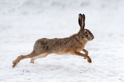 Although the words are sometimes used interchangeable to refer to anything that looks like a bunny, rabbits and hares are not the same. Hare Running, Hare Pictures, Hare Animal, Rabbit Life, Rabbit Photos, Rabbit Run, Animal Study, Jack Rabbit, Rabbit Art