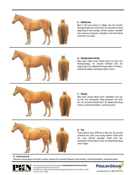 Body Condition Scoring Your Horse Dressage Videos, Horse Weight, Horse Nutrition, Horse Camp, Horse Feed, Horse Dressage, Horse Tips, Body Condition, Horse Health