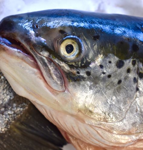 Fish Reference Photo, Fish Head Drawing, Fish Open Mouth, Fish With Human Teeth, Fish With Open Mouth, Fish With Light On Head, Fish Close Up, Fish References, Friends Get Together