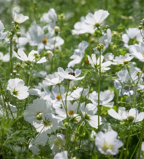 Cosmos bipinnatus 'Purity' Cosmos Plant, Cosmos Bipinnatus, Flower Seedlings, Sarah Raven, Open Flower, Annual Flowers, Tall Plants, White Gardens, Garden Soil