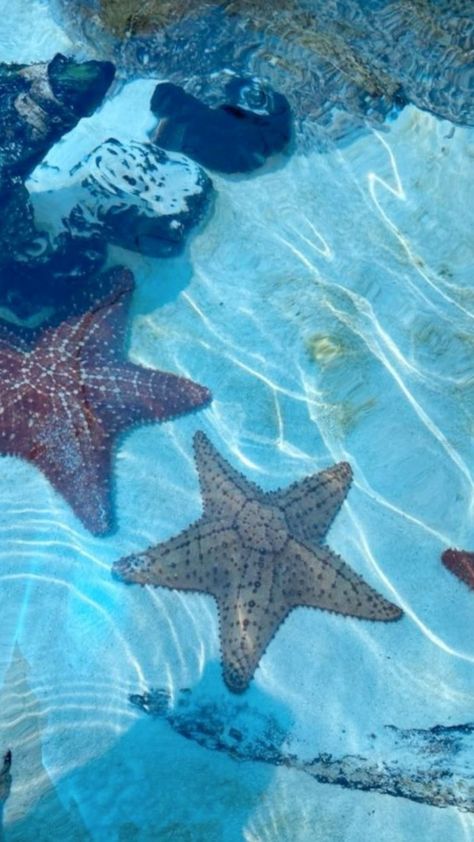 Ocean Creatures Aesthetic, Ocean Fish Aesthetic, Sea Creatures Aesthetic, Sea Animals Aesthetic, Starfish Aesthetic, Ocean Widget, Sea Life Animals, Ocean Theme Party, Aesthetic Collection