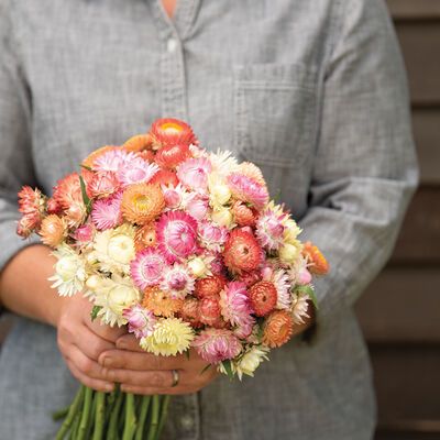 Seashells Mix Beachy Colors, Everlasting Flowers, Plant Spacing, Fresh Cut Flowers, Flower Display, Autumn Wreaths, Plant Sale, All Flowers, Color Blending