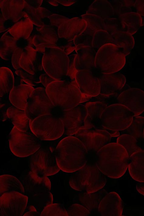 Free stock photo of abstract flower, blossom, dark Burgundy Flower Wallpaper, Dark Red Art Aesthetic, Dark Red Flowers Aesthetic, College Computer, Dark Red Flowers, Romantic Pic, Crimson Wedding, Burgundy Aesthetic, Red Hydrangea