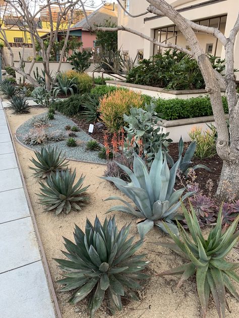 Diy Riverbed Landscaping, Agave Garden Design Front Yards, Rock And Agave Landscaping, Zeroscaping Front Yard Florida, Cactus Landscaping Ideas, Front Yard Landscaping Succulents, Succulent Garden Outdoor Front Yards, Arid Landscape Design, Texas Desert Landscaping