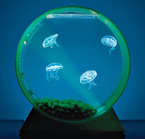 A Conversation Piece on Desktop Jellyfish Tanks -- Oh. My. Word. Pictures Of Sea Creatures, Pet Jellyfish, Jellyfish Tank, Jellyfish Aquarium, Aquarium Air Pump, Jellyfish Art, Saltwater Aquarium, Aquascaping, Fishing Gear