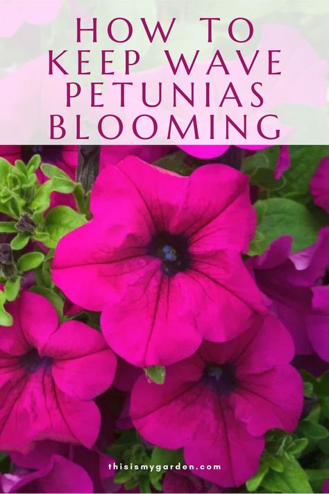 One thing is for certain, Wave petunias can grow big and flower big! Vining varieties of Waves can often grow to lengths of three to four feet with ease. And more varieties have been developed since, in fact, Wave petunias can now be found in 3 distinct varieties – spreading, trailing, or mounding. Best of all, with just the few key care tips you can keep your Wave petunias blooming strong from early spring – right up until the first hard frost! Pink Wave Petunia Planters, Mounding Flowers, Petunia Container Ideas, Wave Petunias Flower Bed, Petunia Care Tips, Wave Petunias Planter, Petunias Flower Bed Front Yards, Sunroom Bed, Cascading Petunias