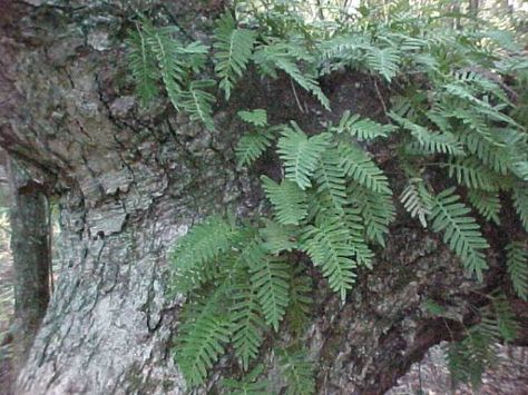 Native Plant Garden, Resurrection Fern, Native Plant Gardening, Southern Women, Van Doren, Plant Garden, Southern Girl, Classroom Inspiration, Beautiful Voice