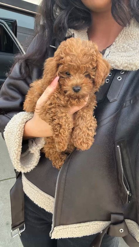 Cute Toy Poodle Puppies, Poodle Breeds, Cute Dogs And Cats, Romantic Animals, Traveling With Pets, Toy Poodle Puppy, Maltipoo Dog, Poodle Toy, Pet Nutrition