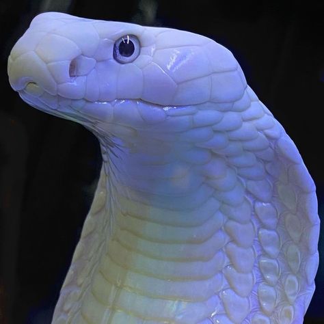 Snake Photos, Line Art Images, Albino Animals, Cobra Snake, Snake Art, Beautiful Snakes, King Cobra, White Snake, Reptiles And Amphibians