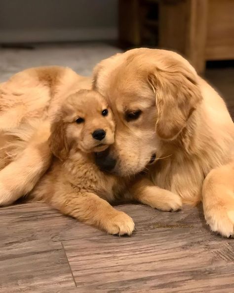 Cute Fluffy Puppies, Cutest Puppy Ever, Golden Puppies, Cute Dogs Images, Golden Retriever Puppies, Fluffy Puppies, Dog Tricks, Very Cute Dogs, Pet Dogs Puppies