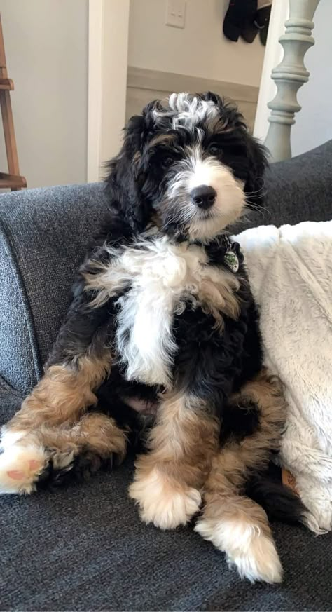 Cute Bernedoodle, Bernedoodle Aesthetic, Aussie Bernedoodle, Bernadoodles Full Grown, Ausidoodle Puppies, Toy Bernedoodle, St Bernadoodle, Mini Bernedoodle Full Grown, Bernadoodle Mini