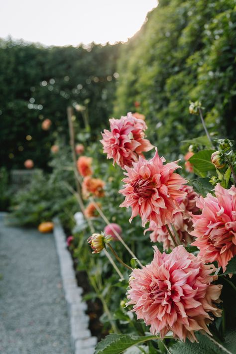 Sierra Glow Dahlia, Dahlia Types, Flower Farm Layout, Dahlia Patch, Alabama Garden, Dahlia Garden, Dahlias Garden, Farm Layout, Corner Garden