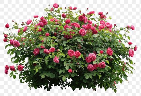 Rose Bush Garden, Red Rose Bush, Pink Rose Bush, File Binder, Landscaping With Roses, Knockout Roses, Bush Garden, Flower Bush, Rose Bushes