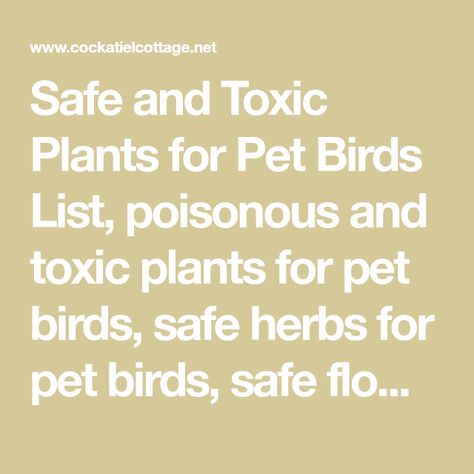 Parrot Treats, Aviary Ideas, Monkey Plant, Safe House Plants, Bird Room, African Lovebirds, Toxic Plants, Parrot Food, Easy House Plants