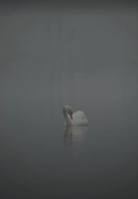 Swan Lake Aesthetic Wallpaper, Writing Expressions, In The Pale Moonlight, Creative Painting, Swan Lake, Nature Aesthetic, Planet Earth, Comfort Zone, Baekhyun