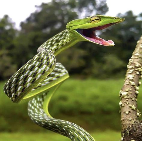 This is a green snake but when it feels threatened it expands to show the black and white scales Vine Snake, Snake Photos, Beautiful Snakes, Green Snake, Funny Animal Photos, Cool Animals, Baby Animals Pictures, Animals Pictures, Destination Voyage