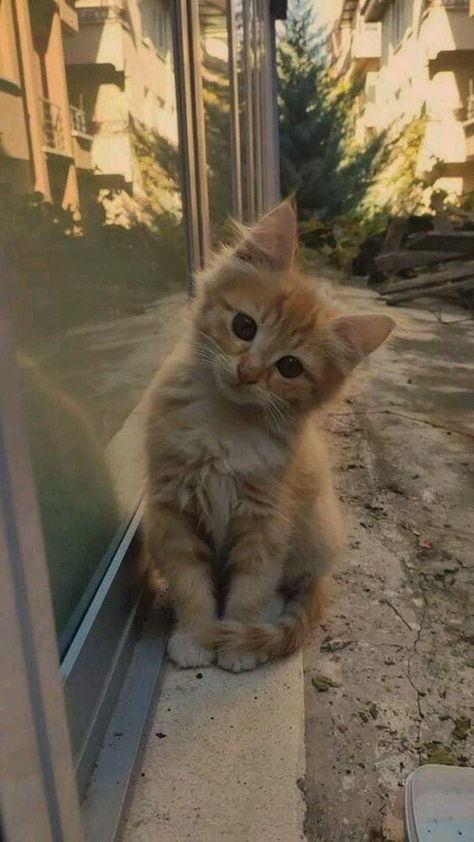 Orange Kitten, Orange Kittens, Dream's Cat, Cute Small Animals, Image Chat, Cute Cats Photos, Pretty Animals, Cat Aesthetic