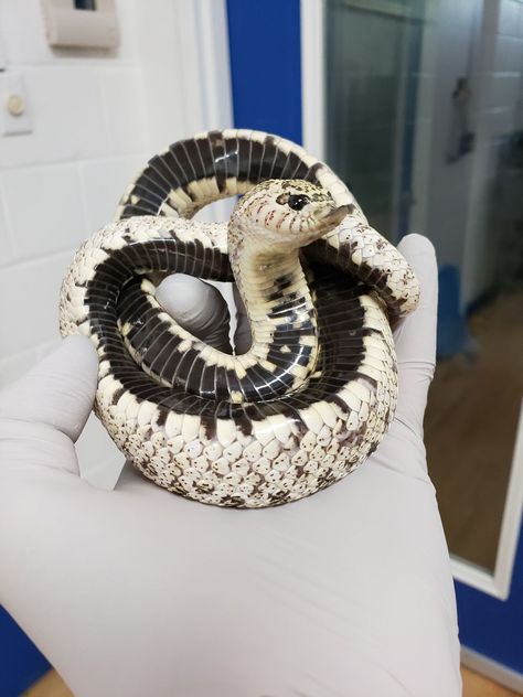 Western Hognose, Western Hognose Snake, Pet Snakes, Danger Noodles, Hognose Snake, Colorful Snakes, Pretty Snakes, Reptile Room, Snake Lovers