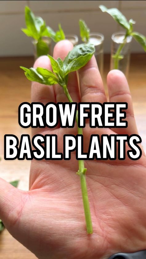 Martha Swales (@marfskitchengarden) • Instagram photos and videos Gardening Indoors, Gardening Videos, Growing Basil, Basil Leaf, Urban Gardens, Herb Gardens, Basil Plant, Garden Hacks, Growing Gardens