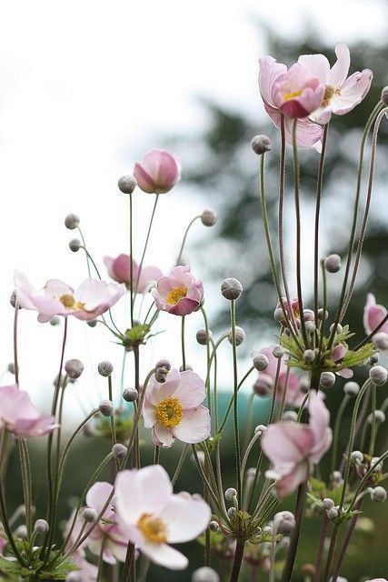 Japanese anemone Autumn Flowering Plants, Country Garden Decor, Tiny Garden, Cottage Garden Design, Anemone Flower, Have Inspiration, Country Gardening, Shade Garden, Front Garden