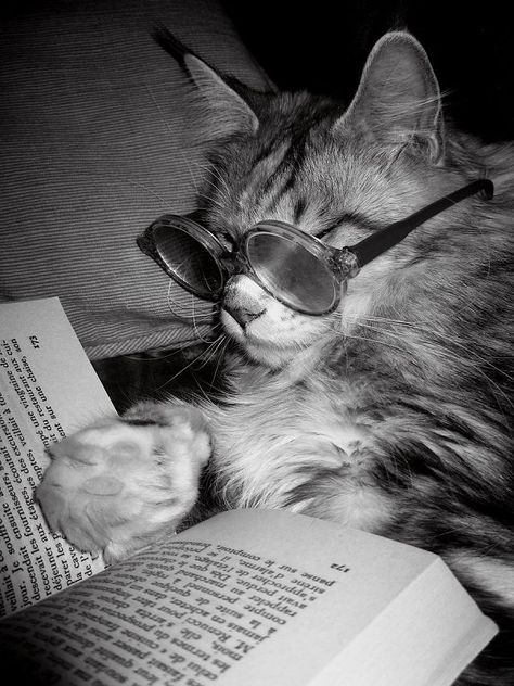 The right pair of glasses makes all the difference in the world! Cat Reading, Cat Books, Wearing Glasses, Happy Cat, Silly Cats, Video Chat, Crazy Cat Lady, Cat Photo, Crazy Cats